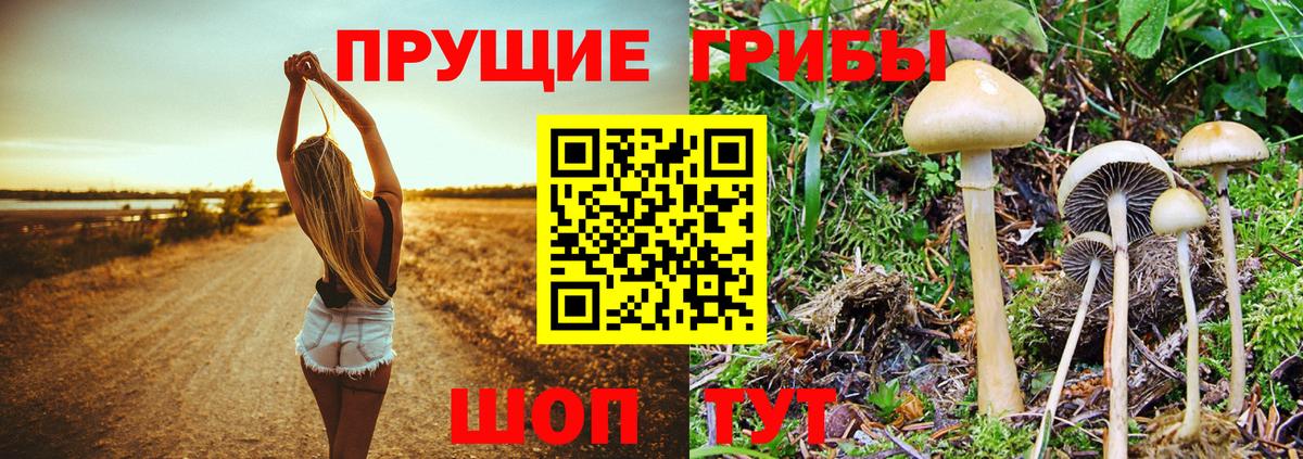 Великие Луки  Псилоцибиновые грибы мицелий  Вход с VPN 