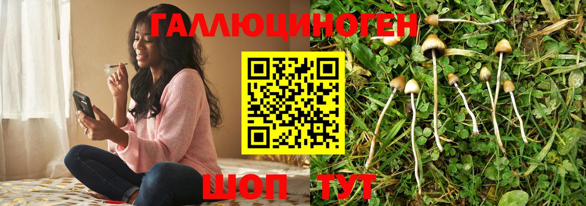 Псилоцибиновые грибы Psilocybe Великие Луки